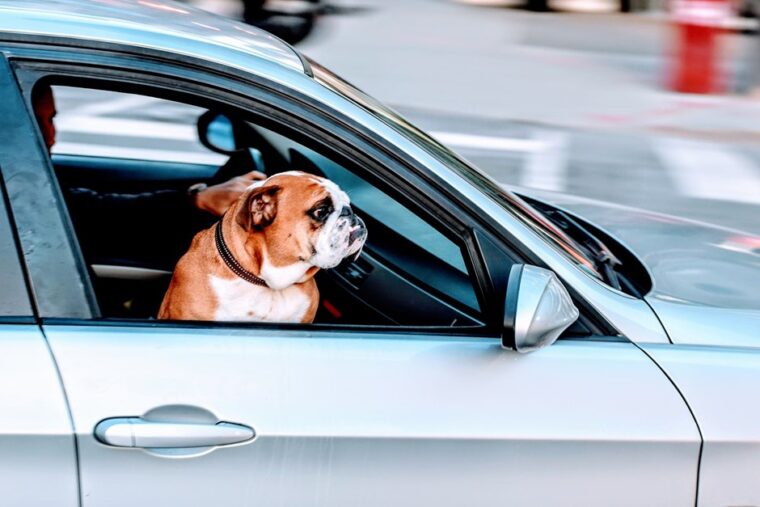 車と助手席に座る犬
