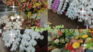 明石西店、お祝いで頂いたお花達。
