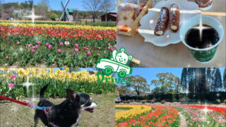 加西フラワーセンターへドライブ。チューリップのお写真です。